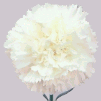 carnation.bmp