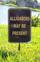 alligator-sign.jpg