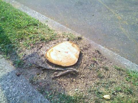 stump.jpg