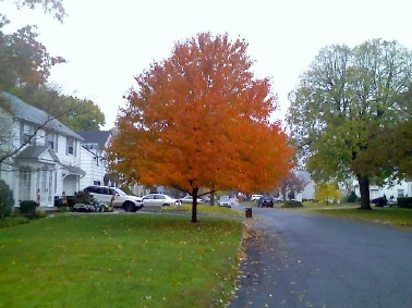 tree-autumn.jpg