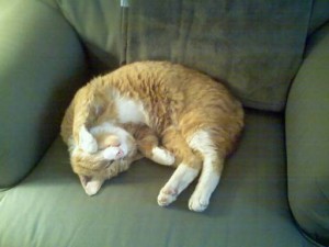junior-sleeping-500